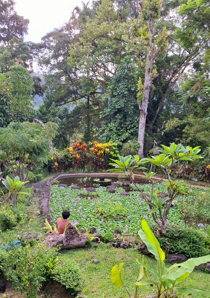 Lotus pond in the jungle garden of the retreat, a guest sitting quietly at the water edge
