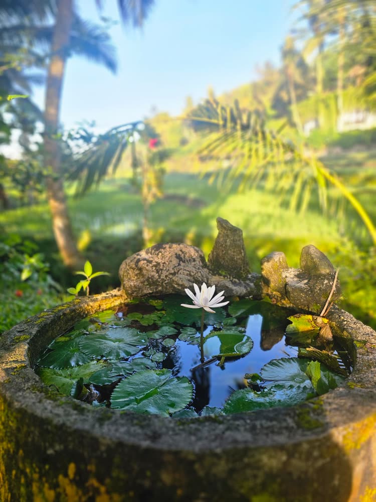 A single white water lily in a mossy stone basin, with the Sidemen rice terraces beyond