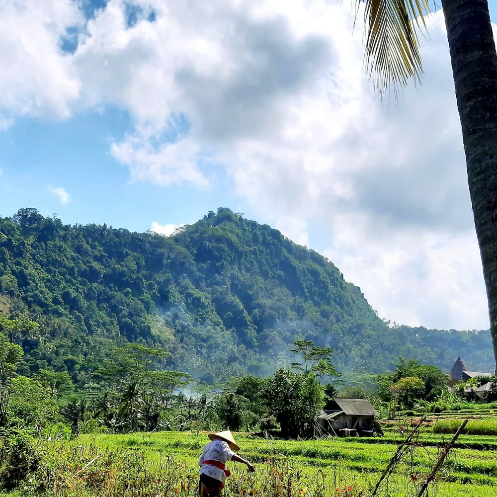 The green Sidemen valley in East Bali, a farmer working the rice fields below the jungle ridge